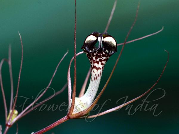 Fantastic Ceropegia